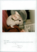 Animals : The Chinchilla - Vintage Photograph