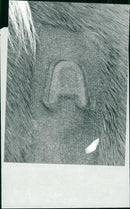 Animals - Vintage Photograph