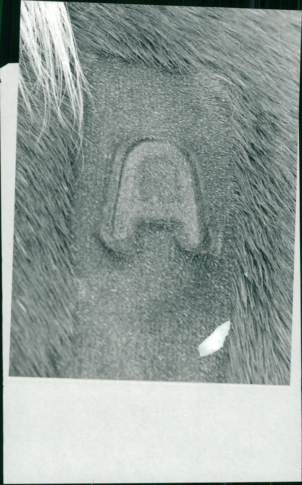 Animals - Vintage Photograph