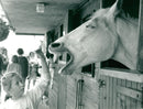Animals - Vintage Photograph
