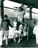 Animals - Vintage Photograph