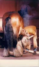 Animals - Vintage Photograph