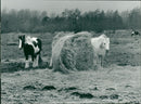 Animals - Vintage Photograph