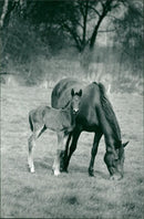 Animals - Vintage Photograph