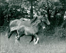 Animals - Vintage Photograph