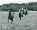 Animals - Vintage Photograph