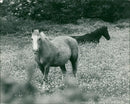 Animals - Vintage Photograph