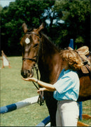 Animals - Vintage Photograph