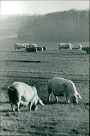 Animals: Pigs - Vintage Photograph