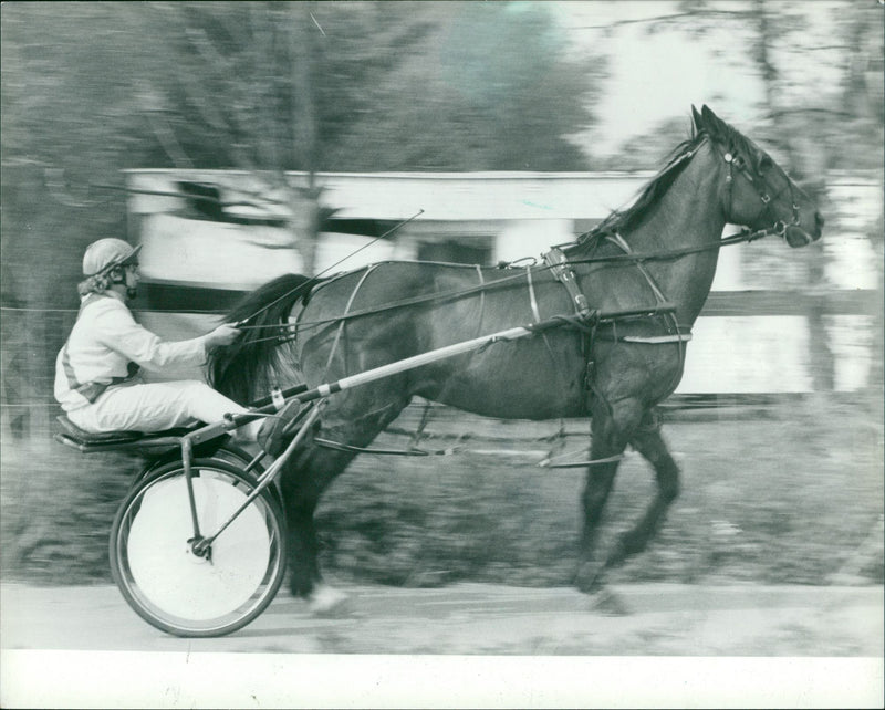 Animals: Horses: Racing: Charlotte Mummery - Vintage Photograph
