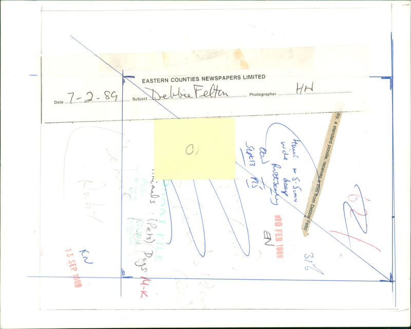 Animals : Dogs Breeds - Vintage Photograph