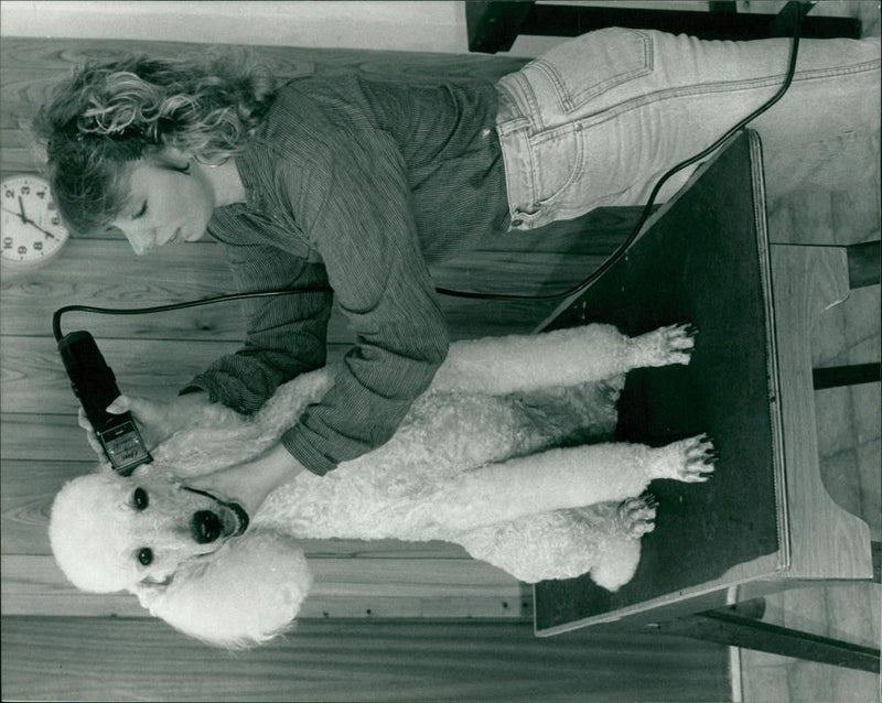 Animals : Dogs Breeds - Vintage Photograph