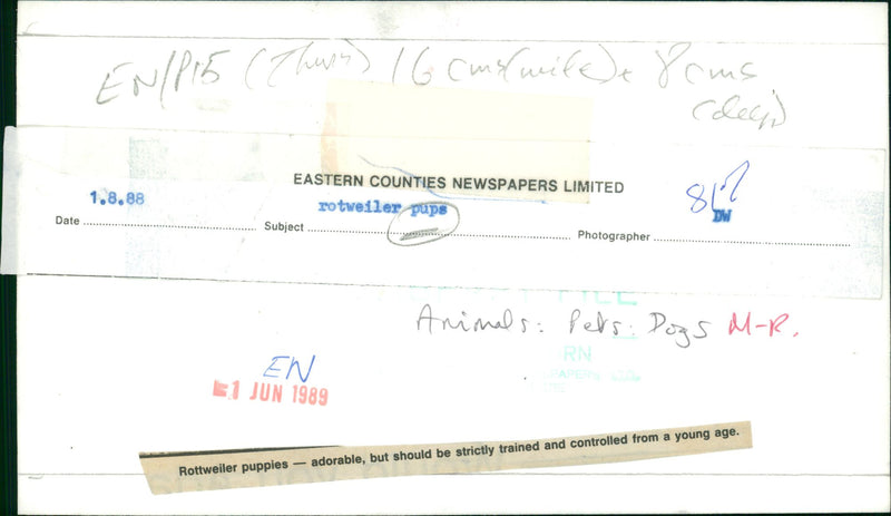 Animals : Dogs Breeds - Vintage Photograph