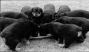 Animals : Dogs Breeds - Vintage Photograph