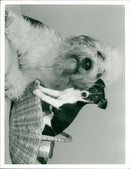 Animals : Dogs Breeds - Vintage Photograph
