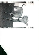 ANIMALS : DOGS: BREEDS M - R - Vintage Photograph