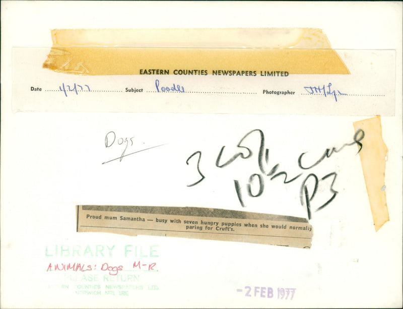 ANIMALS : DOGS: BREEDS M - R - Vintage Photograph