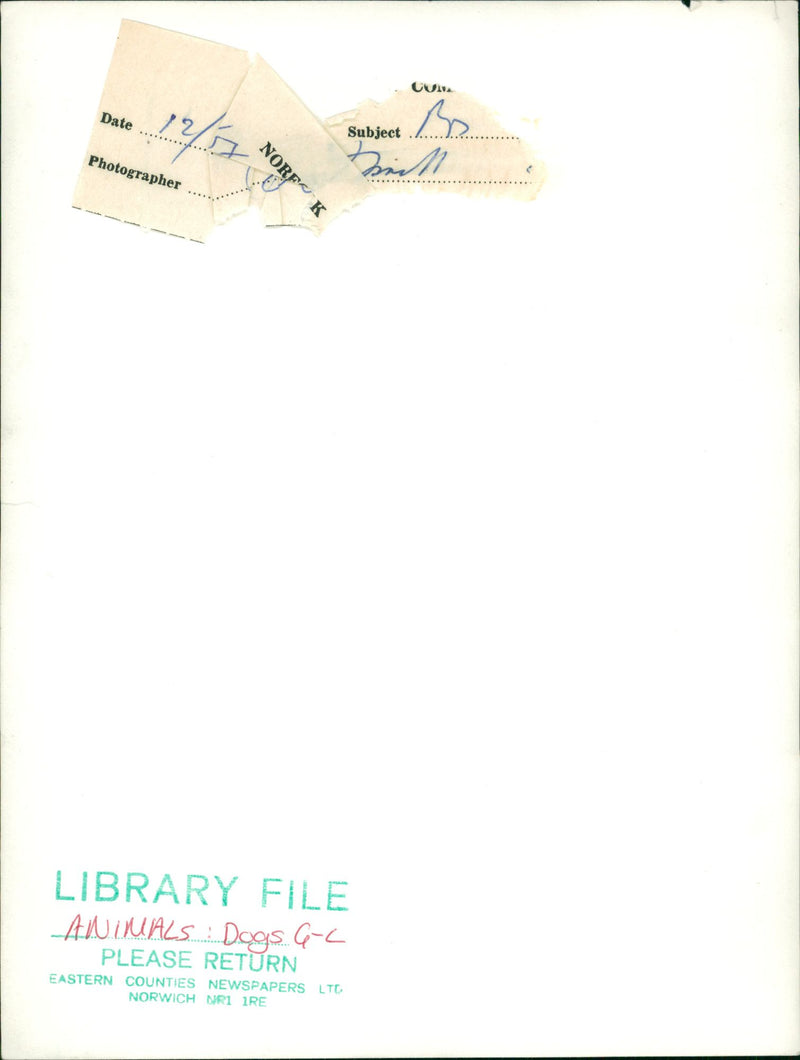 ANIMALS : DOGS: BREEDS M - R - Vintage Photograph