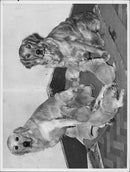 ANIMALS : DOGS: BREEDS M - R - Vintage Photograph