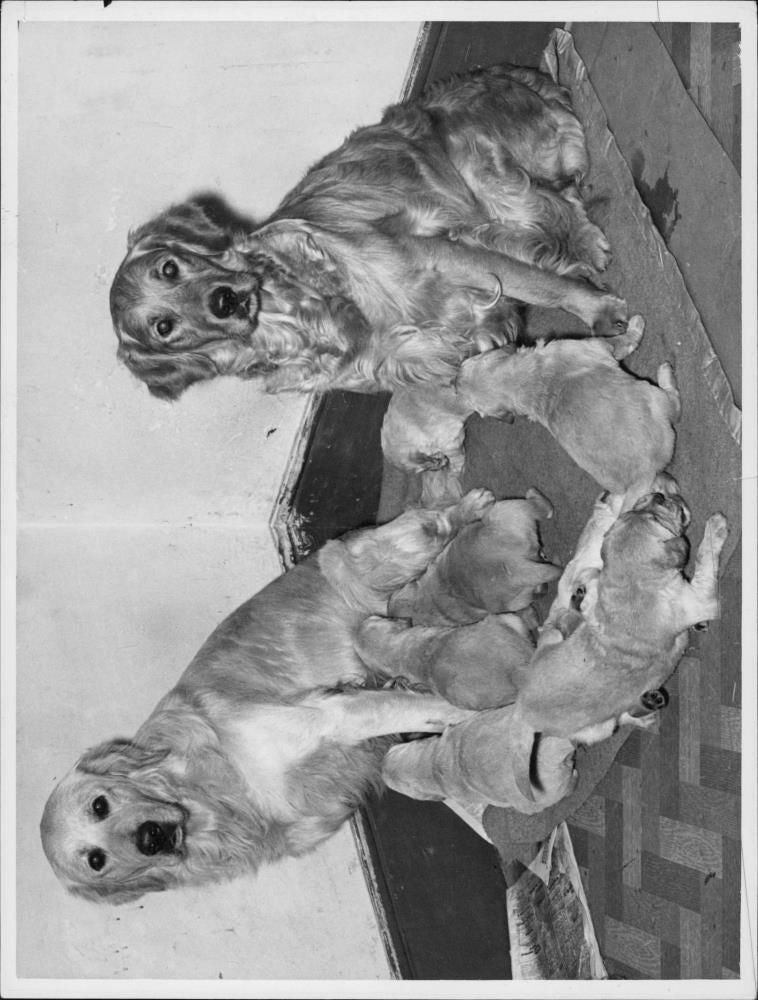 ANIMALS : DOGS: BREEDS M - R - Vintage Photograph