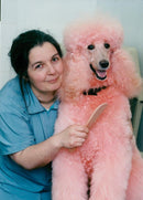 ANIMALS : DOGS: BREEDS M - R - Vintage Photograph