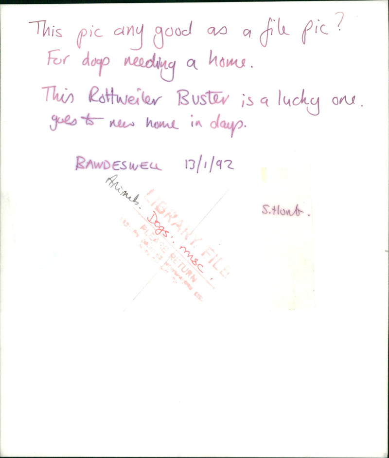 ANIMALS : DOGS: BREEDS M - R - Vintage Photograph