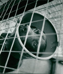 ANIMALS : DOGS: BREEDS M - R - Vintage Photograph