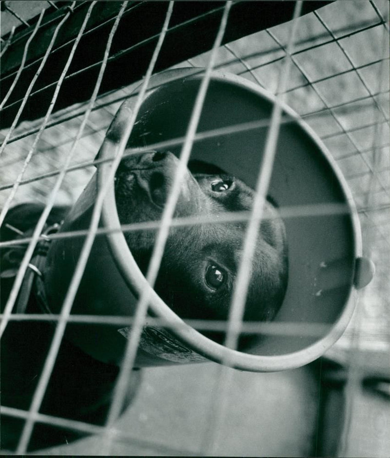 ANIMALS : DOGS: BREEDS M - R - Vintage Photograph