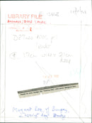 ANIMALS : DOGS: BREEDS M - R - Vintage Photograph