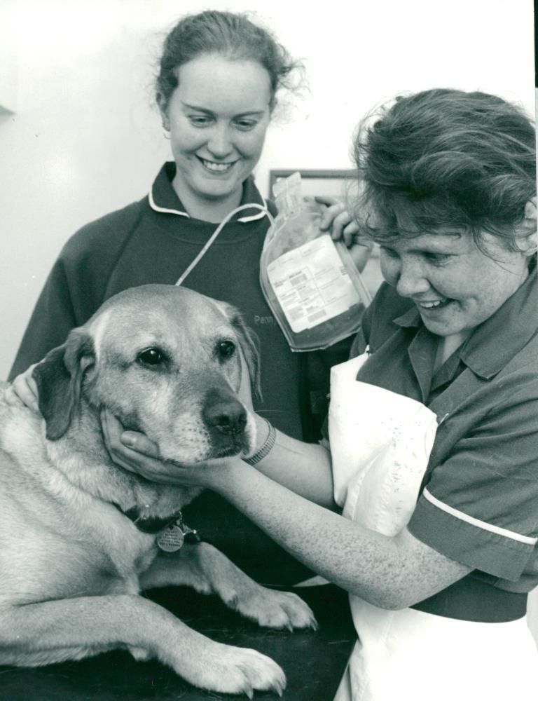 ANIMALS : DOGS: BREEDS M - R - Vintage Photograph