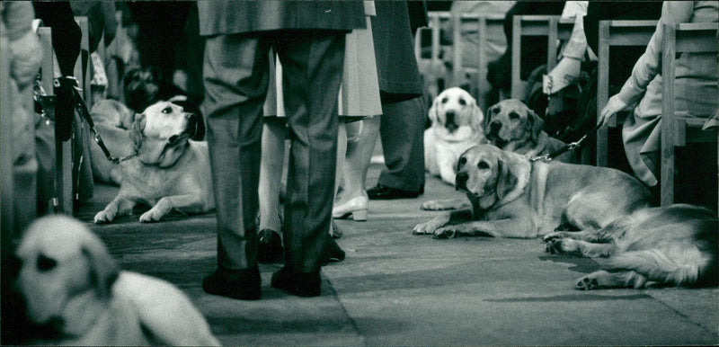 ANIMALS : DOGS: BREEDS M - R - Vintage Photograph