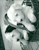 ANIMALS : DOGS: BREEDS M - R - Vintage Photograph