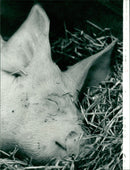 Animals : Pigs - Vintage Photograph