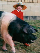Animals : Pigs - Vintage Photograph