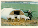 Animals : Pigs - Vintage Photograph
