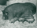 Animals : Pigs - Vintage Photograph