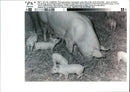 Animals : Pigs - Vintage Photograph