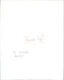 Animals : Pigs - Vintage Photograph