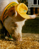 Animals : Pigs - Vintage Photograph