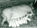 Animals : Pigs - Vintage Photograph