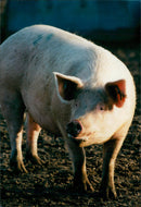 Animals : Pigs - Vintage Photograph