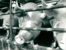 Animals : Pigs - Vintage Photograph