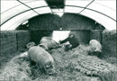 Animals : Pigs - Vintage Photograph