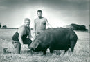 Animals : Pigs - Vintage Photograph