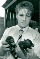 Animals : Pigs - Vintage Photograph