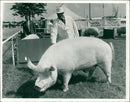 Animals : Pigs - Vintage Photograph