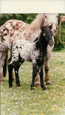 Pony Foal - Vintage Photograph