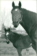 Old Buckeham Stud - Vintage Photograph