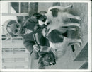 Animals : Dogs Breeds - Vintage Photograph