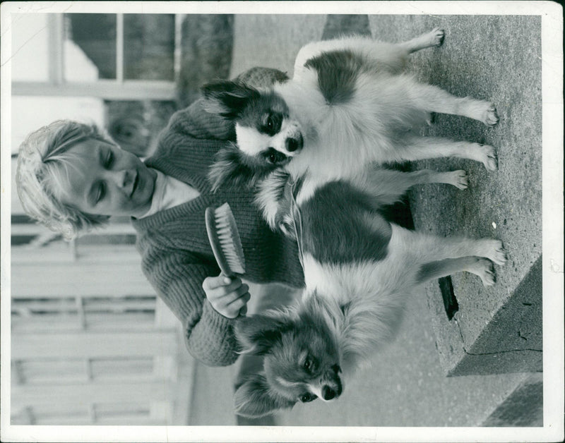 Animals : Dogs Breeds - Vintage Photograph